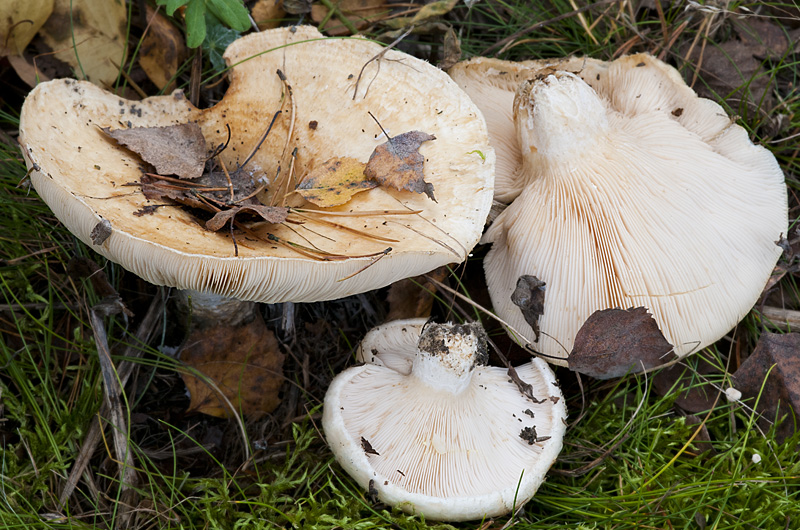 Lactarius aquizonatus